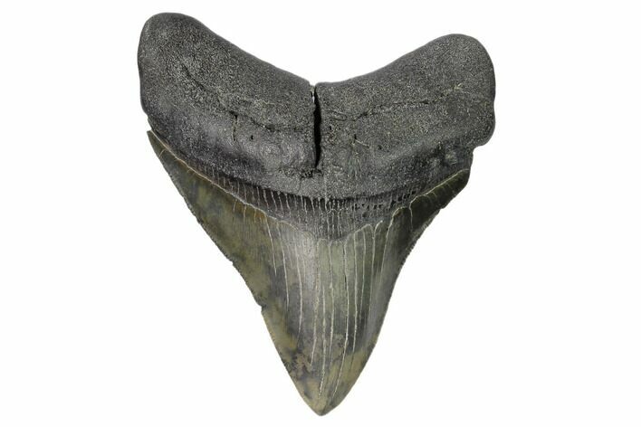 Serrated, Fossil Megalodon Tooth - South Carolina #148707